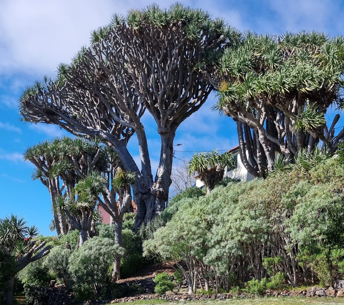 “Viagem no Tempo” no Núcleo dos Dragoeiros: alunos exploram fósseis, plantas e rochas