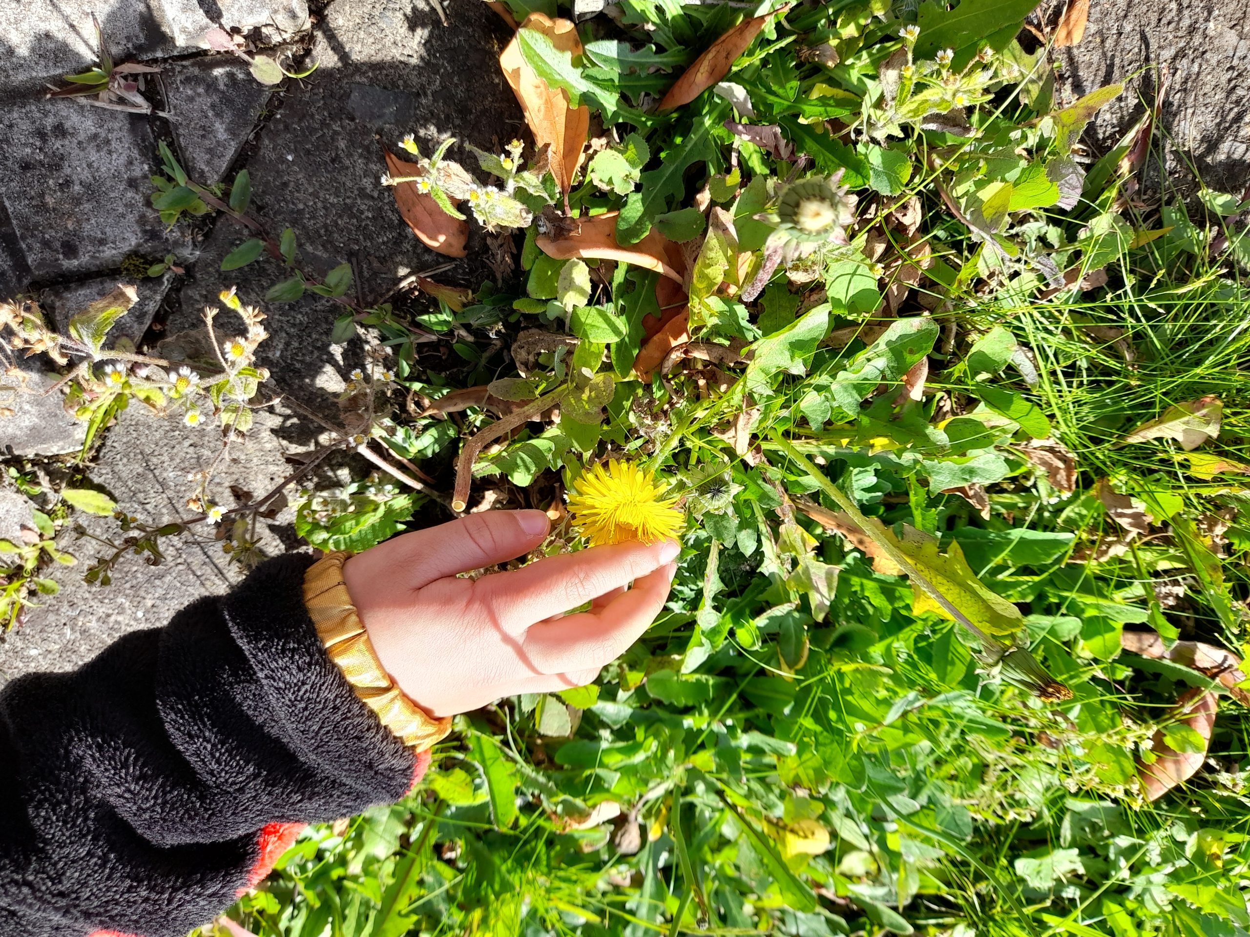 Apreciar a Natureza em Época de Carnaval