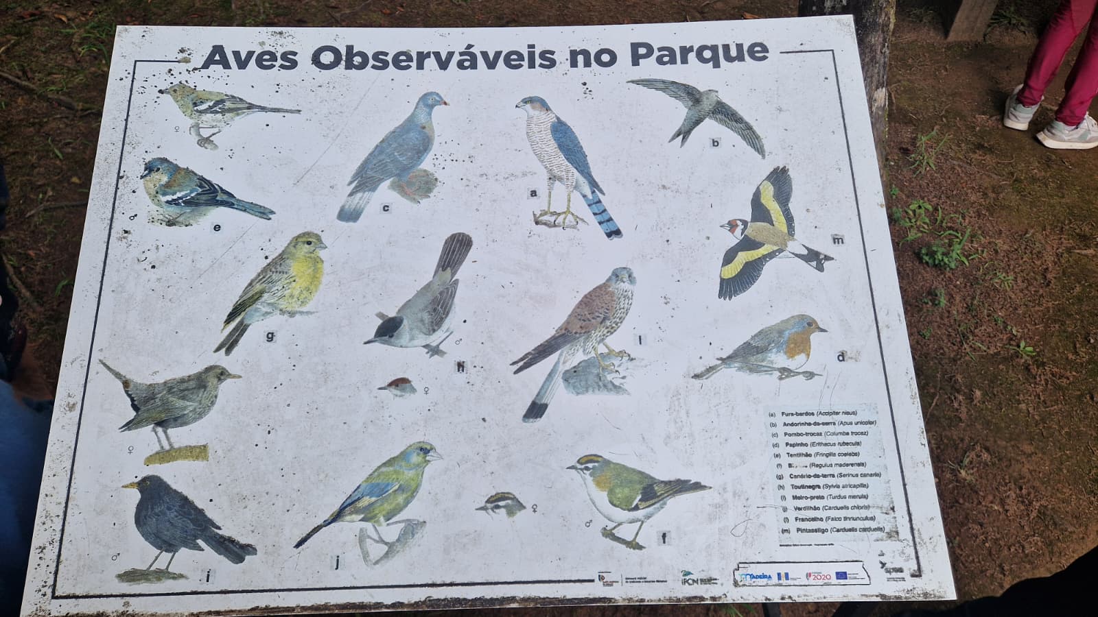 À Descoberta do Pico das Pedras e Parque Florestal das Queimadas