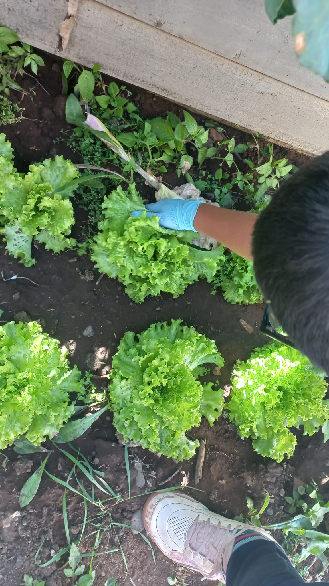 A Horta Ensina…